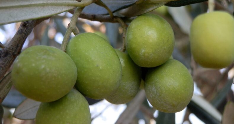 Mersin’den 150 bin tonluk zeytin rekoltesi